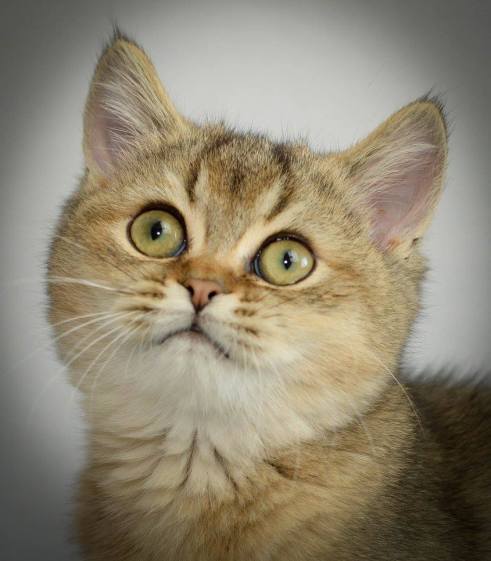 13680377_10154326073583972_4911063681274808583_o