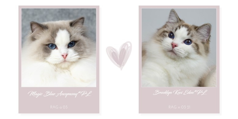 planer_magic_brooklyn